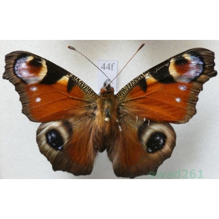 Aglais io (Linnaeus, 1758) Rusałka pawik Czech44f